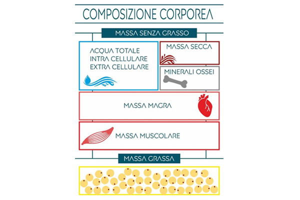 Studio composizione corporea